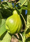 a CHAYOTE live plant in a  5”pot /large fruit/Sechium Edule  organic