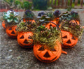 Mini Halloween Succulent: Spooky Jack O' Lantern Plant Decor