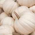 Black And White Pumpkin, Open Pollinated Seed Mix: Mountain River Seed Exclusive - Unique Pumpkins for Halloween Decor and Fall Displays!