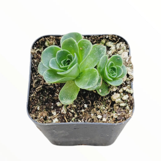 Greenovia dodrentalis Mountain Rose Succulent Plant