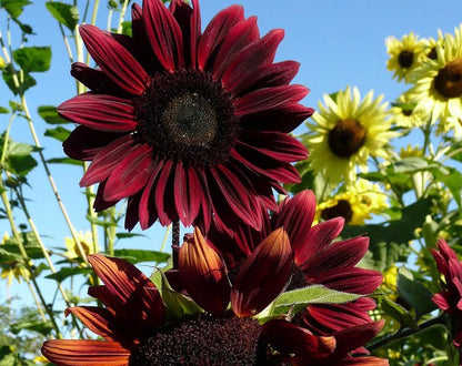 Chocolate Cherry Sunflower, Helianthus Annuum HA0425