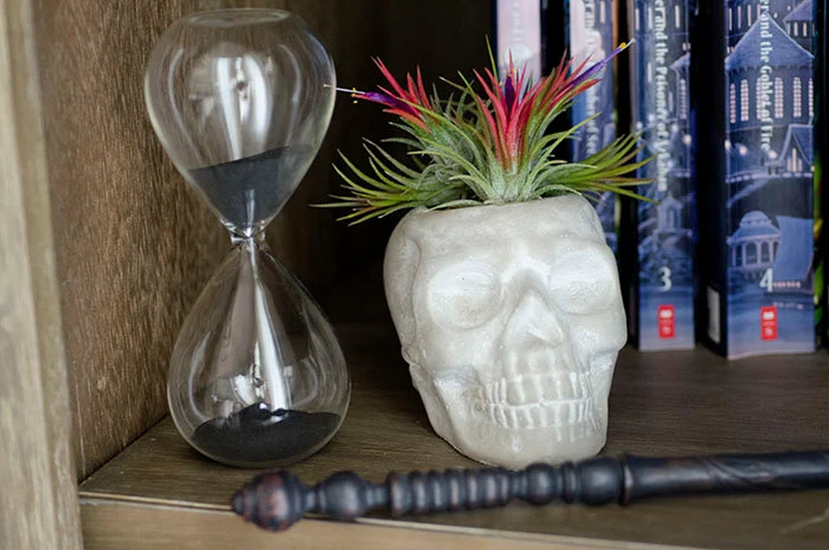 Sugar Skull Planter - Concrete |  Plant Pot, Indoor House Plant, Air Plants, Tillandsia, Succulent, Science Gothic Halloween Decor