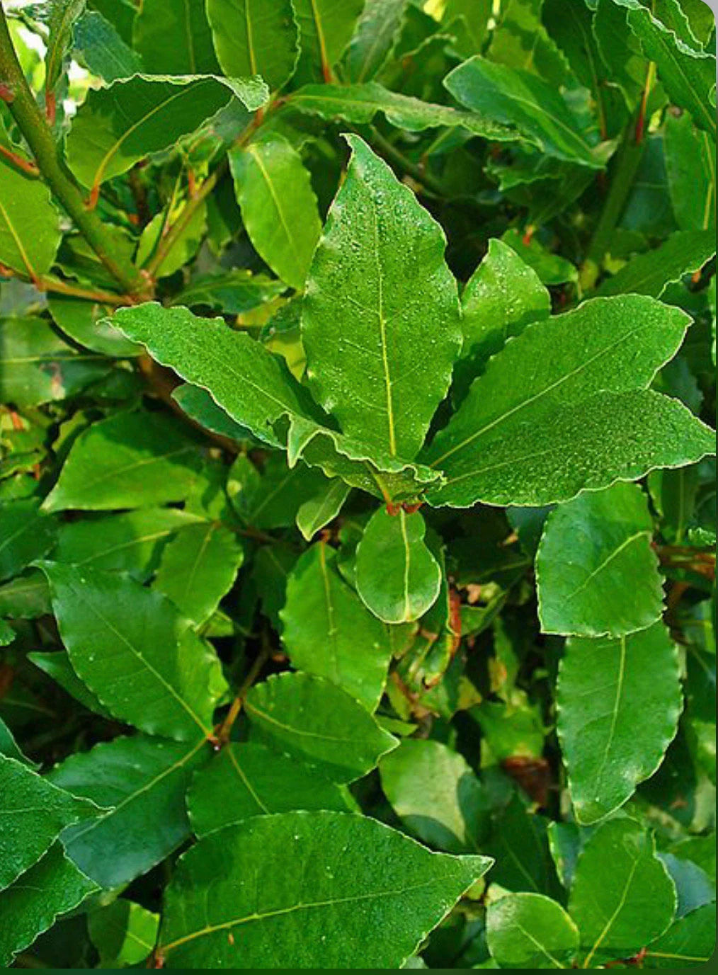 A bay leave tree/Laurus nobilis/live in a 3’’ pot/ 8”-10”high