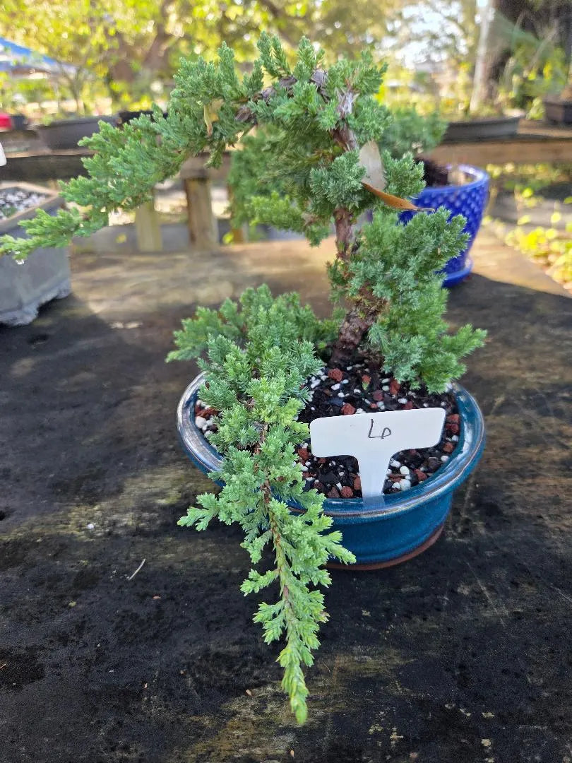Dwarf Juniper Bonsai Tree in Glazed Pot - Beginner Friendly