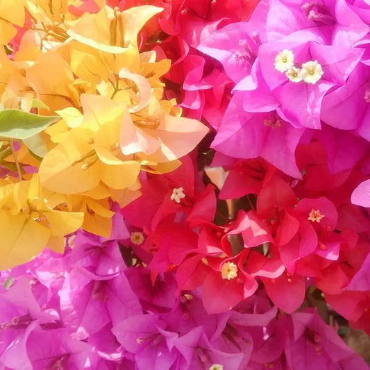 5 Pack COLOR BLAST Bougainvillea Trumpet Vine Flower Live Plant starter plants in small pot 2.5" x 4" Hummingbird Flowers