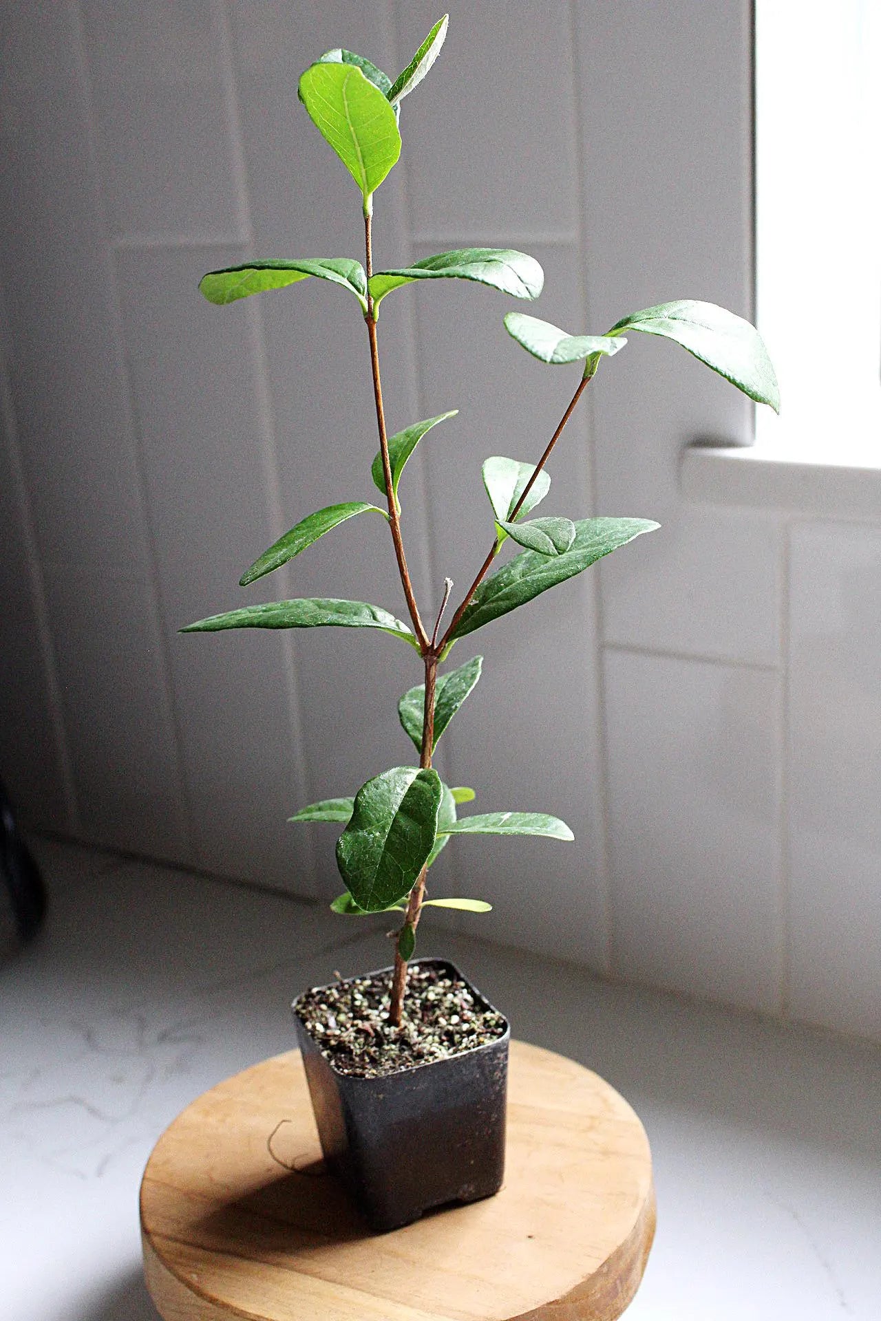 Pineapple Guava Plant Tropical Evergreen Shrub Edible Fruit Garden Plant Flowering Plant Edible Landscaping Live Plant Starter Plant Potted