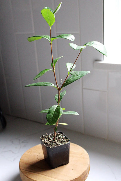 Pineapple Guava Plant Tropical Evergreen Shrub Edible Fruit Garden Plant Flowering Plant Edible Landscaping Live Plant Starter Plant Potted