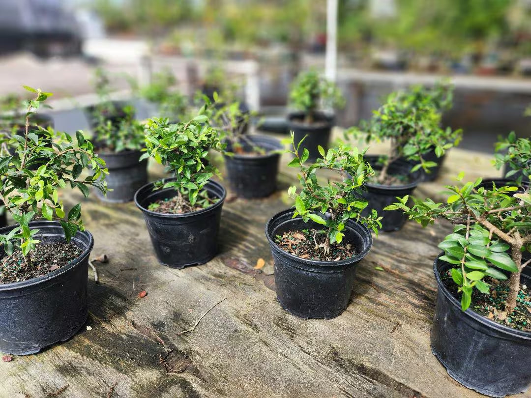 Dwarf Cherry pre bonsai tree that just needs a pot.   Pink and yellow blooms and real cherries 3x a year FREE SHIPPING