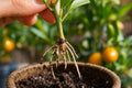 Close-up of new white roots growing from the base of an orange tree cutting