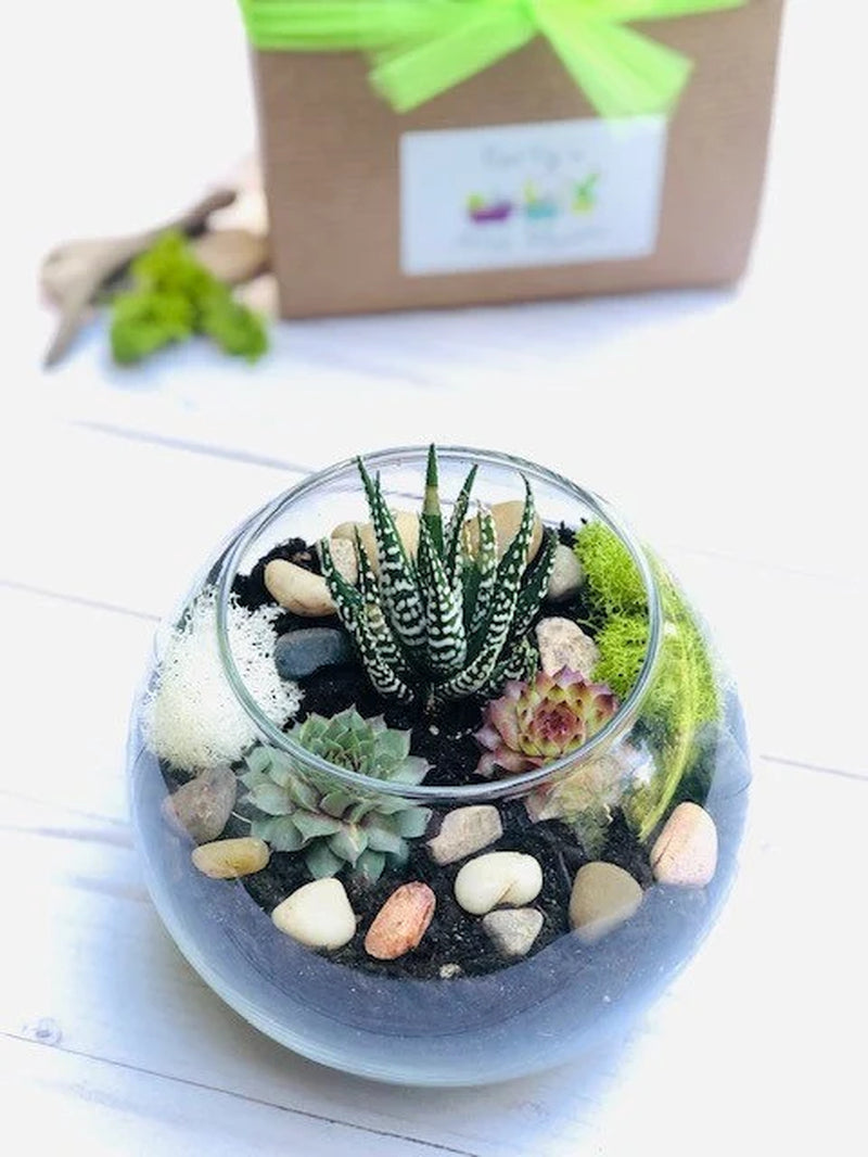 Terrarium Kit, Small Succulent Terrarium Kit, DIY Glass Terrarium, Terrarium Gift, DIY Plant Kit