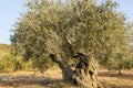 Mature olive tree full of ripe dark olives, what an olive cutting can grow into
