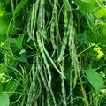2 green beans plants in a 4