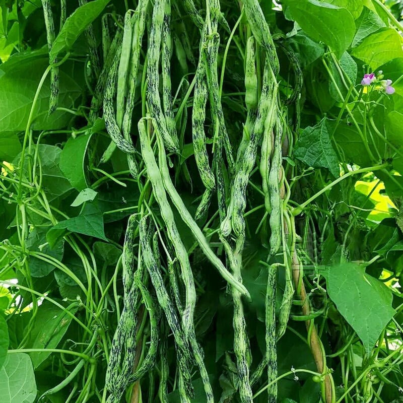 2 green beans plants in a 4" pot/ organic /vine Two options: green bean/ Rattlesnake Bean