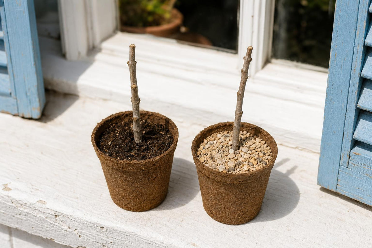 Two peat pots with bare leafless olive tree cuttings in two different growing mediums on a sunny windowsill