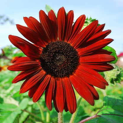 1000+ Sunflower Seeds for Planting Heirloom Non-GMO, Bulk Package of 15 Varieties Mix Seeds, Individually Packaged, Attracts Pollinators (Helianthus annuus)