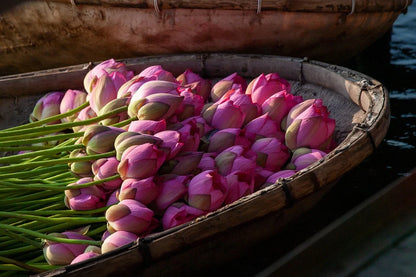 Sacred Lotus Bonsai Seeds, Pink Nelumbo Nucifera, For growing in Pond or Water Bowl NE8006