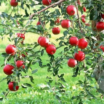 Red Delicious Apple Fruit Tree  Quart Pot 2'' Feet Haight