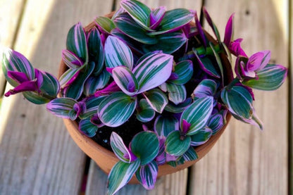Rare Tradescantia Nanouk Lilac Plant | Rare Tradescantia Pot | Rare Pink Wandering Jew  | Easy care hardy indoor houseplant in a nursery pot