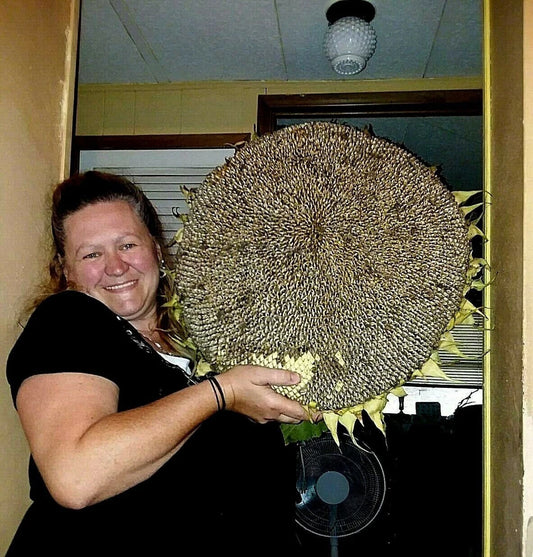 Godzilla Sunflower Seeds - Massive Heads
