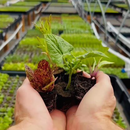 Herb Bundle: Ready-to-plant seedlings, Starts, Plugs, Garden ready, Live plants, Transplants, Pre-sprouted, For soil & hydroponic gardens