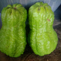 A King Kong guava tree live in a 4’’ pot/white inside / 8” tall with pot
