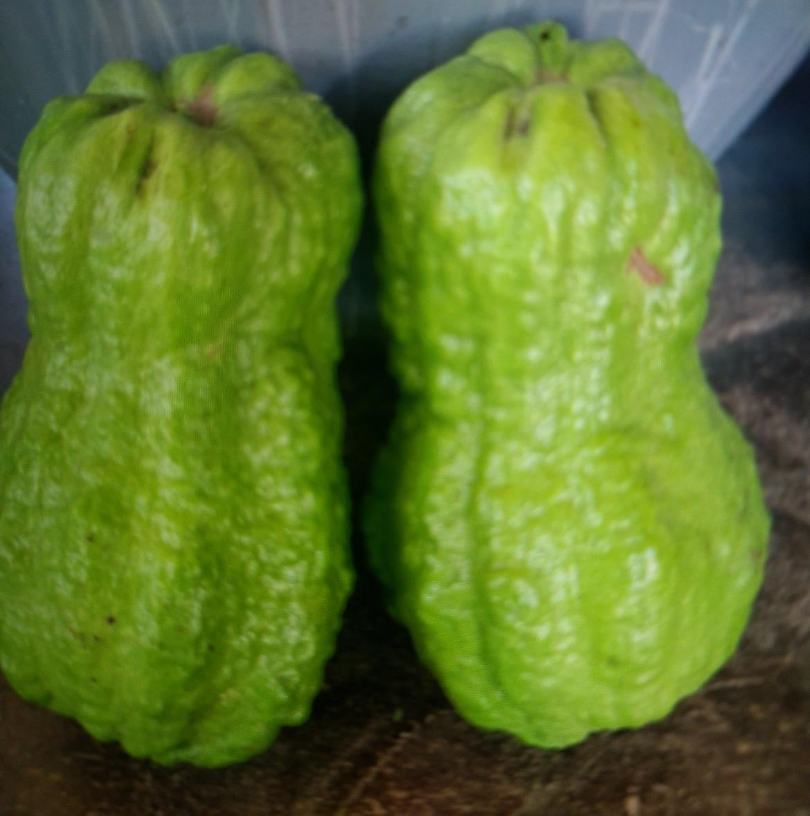 A King Kong guava tree live in a 4’’ pot/white inside / 8” tall with pot