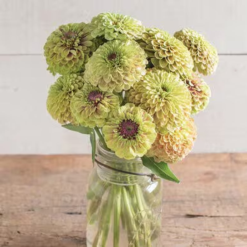 Queen Lime Blush Zinnia Seeds, Zinnia Elegans, Queen Series ZE0810