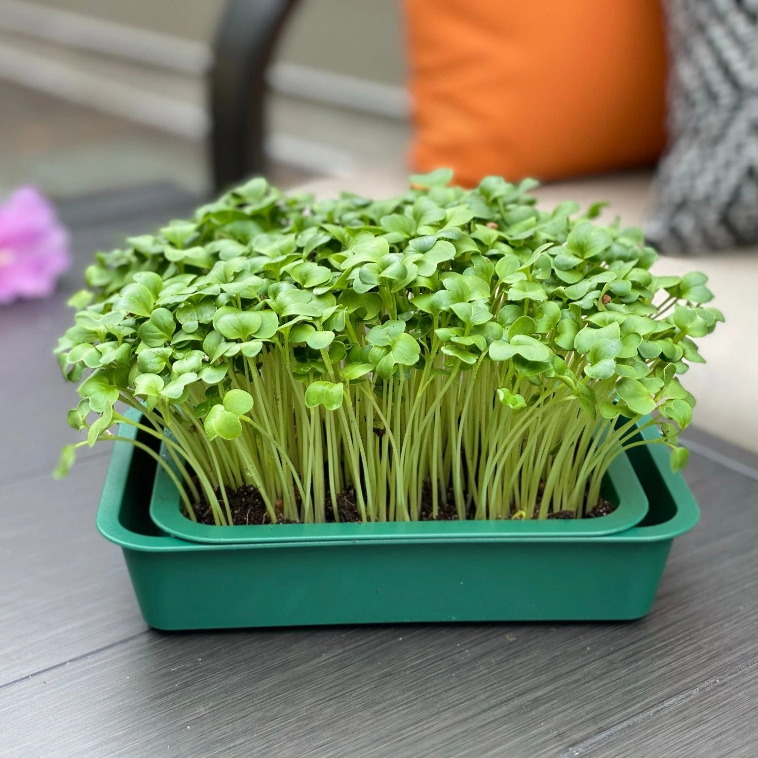 Reusable Windowsill Microgreens Planter + Tray, Food Safe, Dishwasher Safe, For Soil, Coco Coir or Peat, Easy to Bottom Water, Made in USA