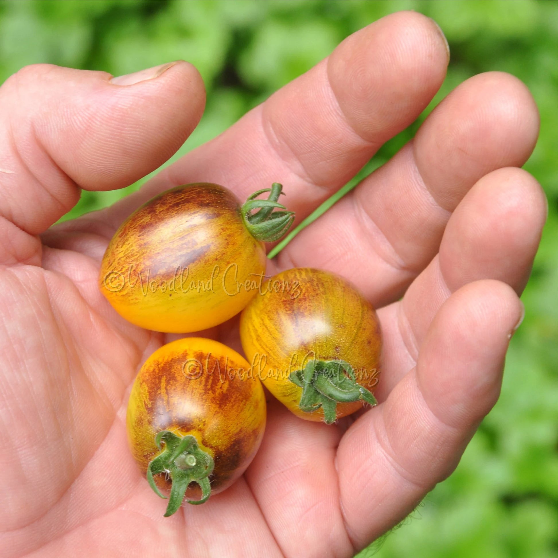 Golden Hour Tomato - Micro Dwarf Tomato Seeds - Sweet Yellow Tomatoes