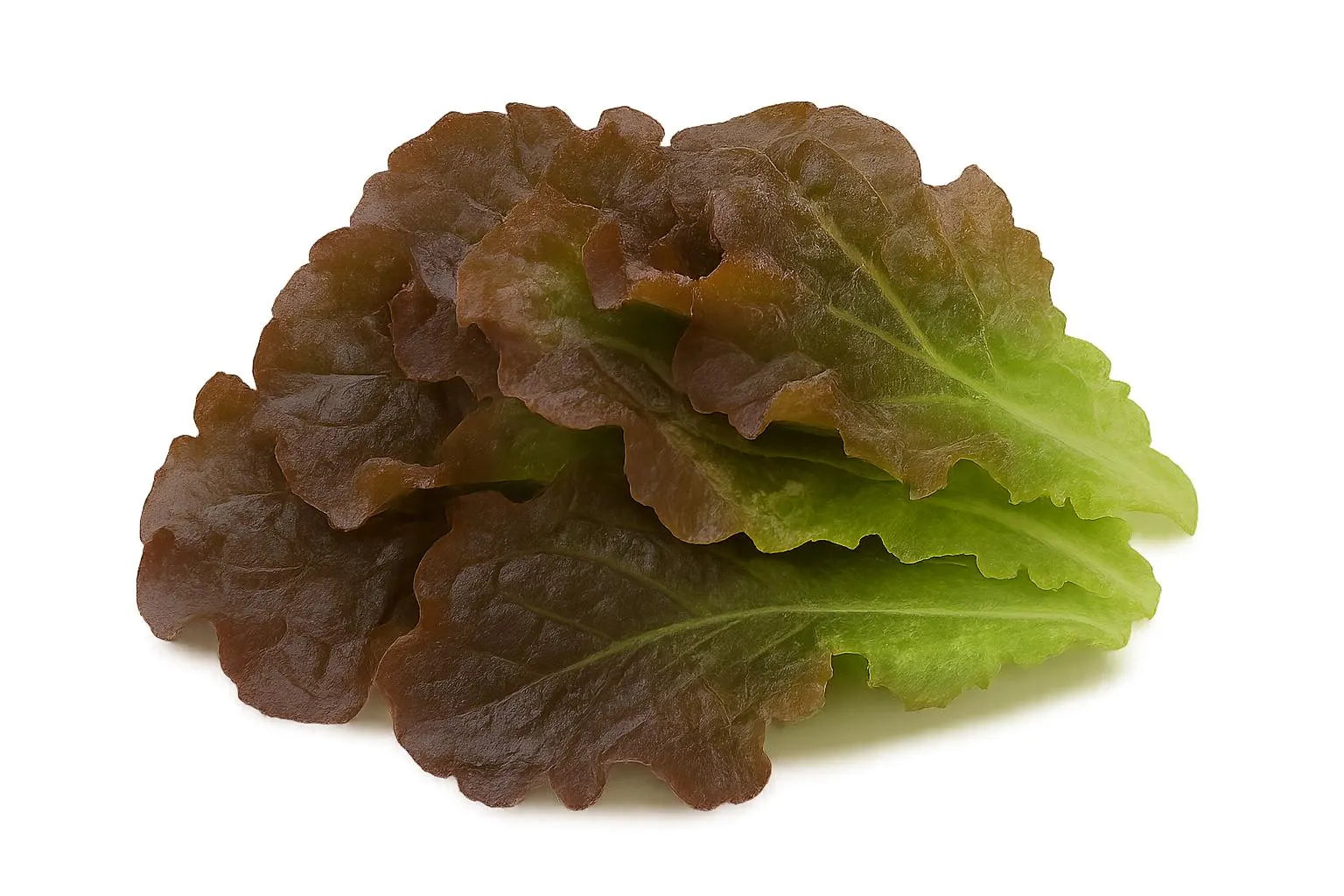 Lettuce Bundle: Ready-to-plant seedlings, Starts, Plugs, Garden ready, Live plants, Transplants, Pre-sprouted, For soil & hydroponic gardens