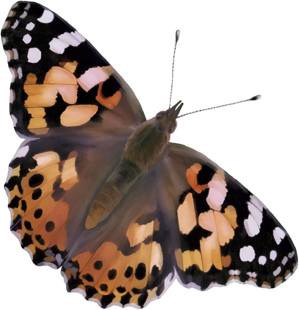 Painted Lady Butterfly Kit - Habitat, STEM Journal, & Voucher for Chrysalis Log & Caterpillars - Grow Your Own Butterfly Kit