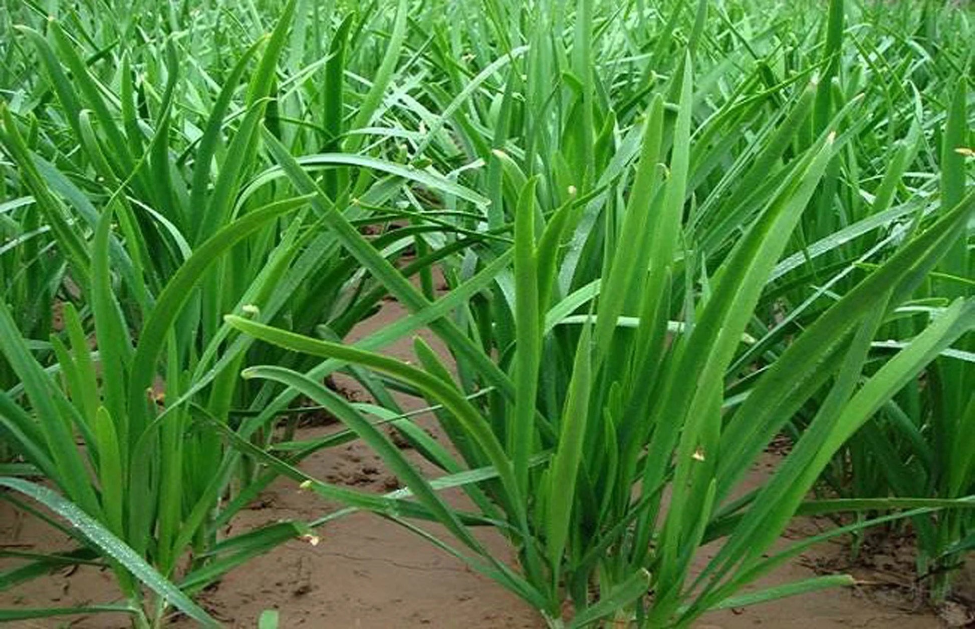 20+ Brown Root Garlic Chive Plants, Herbs, Organic Grow