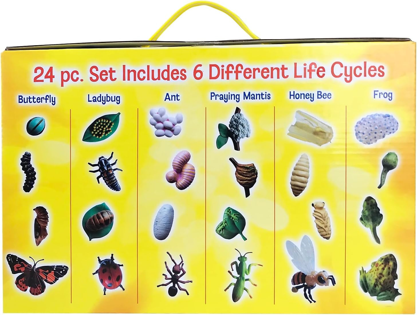 's Life Cycle Figurines 24 Pc Set | Butterfly, Ladybug, Frog, Honey Bee, Ant and Praying Mantis | 4 Stages Per Insect, 24 Figurines Total