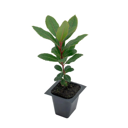 Live Strawberry Tree Plants (Arbutus Unedo) – Sweet Resilient Beauty, Thriving in 2.5" Nursery Cubes