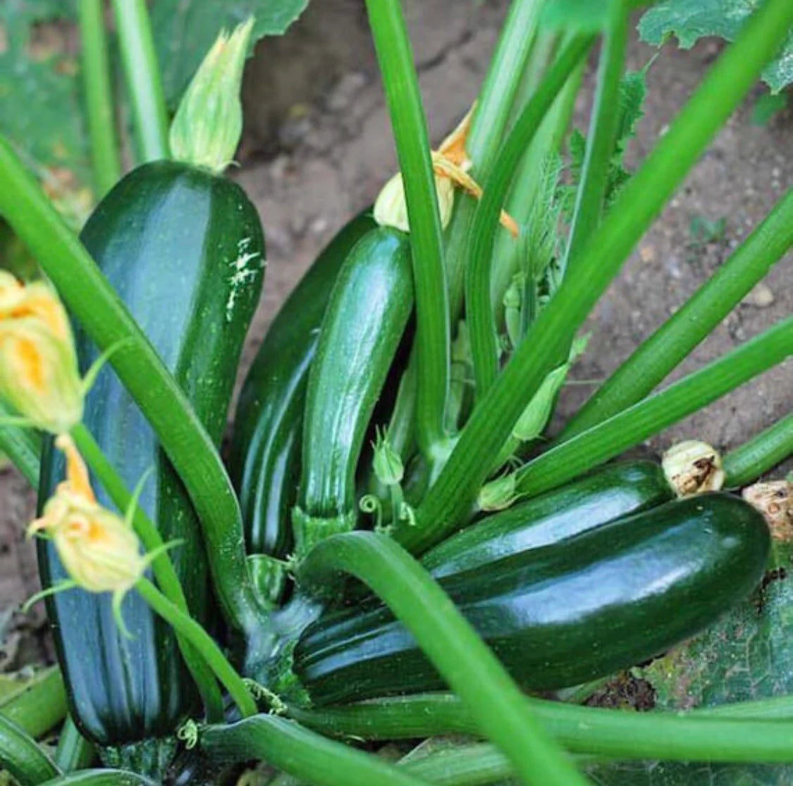 2 Zucchini live plants  in a 4”pot / organically grown from non-GMO