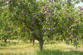 Mature plum tree full of ripe purple plums, what a plum cutting can grow into