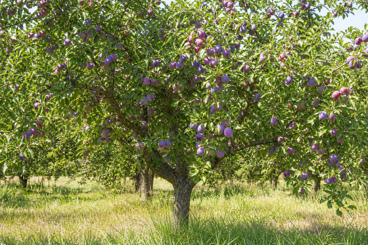 Mature plum tree full of ripe purple plums, what a plum cutting can grow into