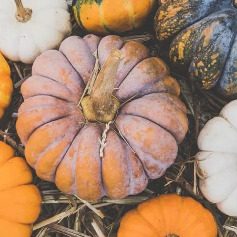 Rainbow Blend of Colorful Pumpkin Seeds: 10+ Uncommon Varieties (50+ Seeds)