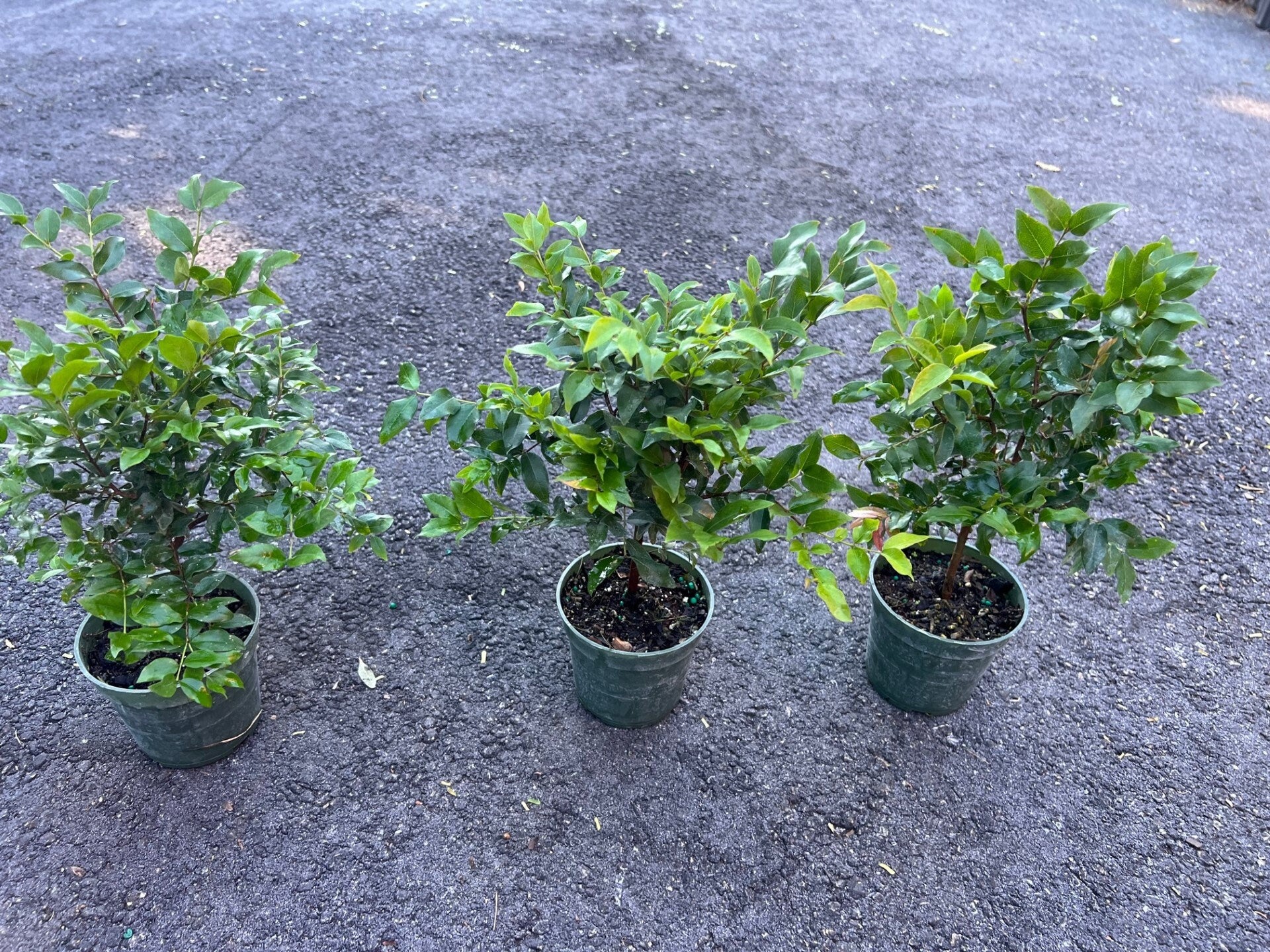 Myrciaria cauliflora Precoce dwarf Jaboticaba Fruit Tree in 4" Pot