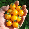 Aztek Tomato Seeds: Sweet Yellow Micro Dwarf Variety