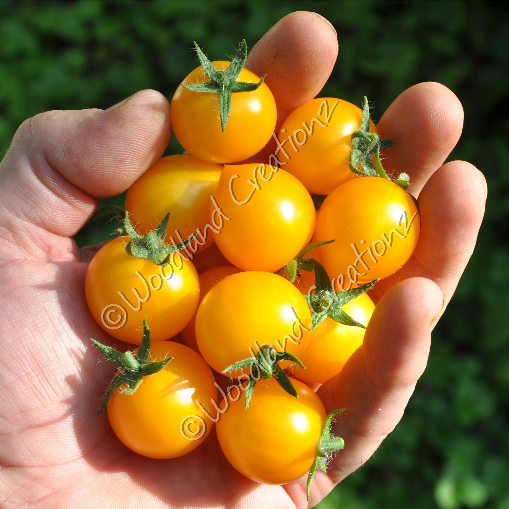 Aztek Tomato Seeds: Sweet Yellow Micro Dwarf Variety