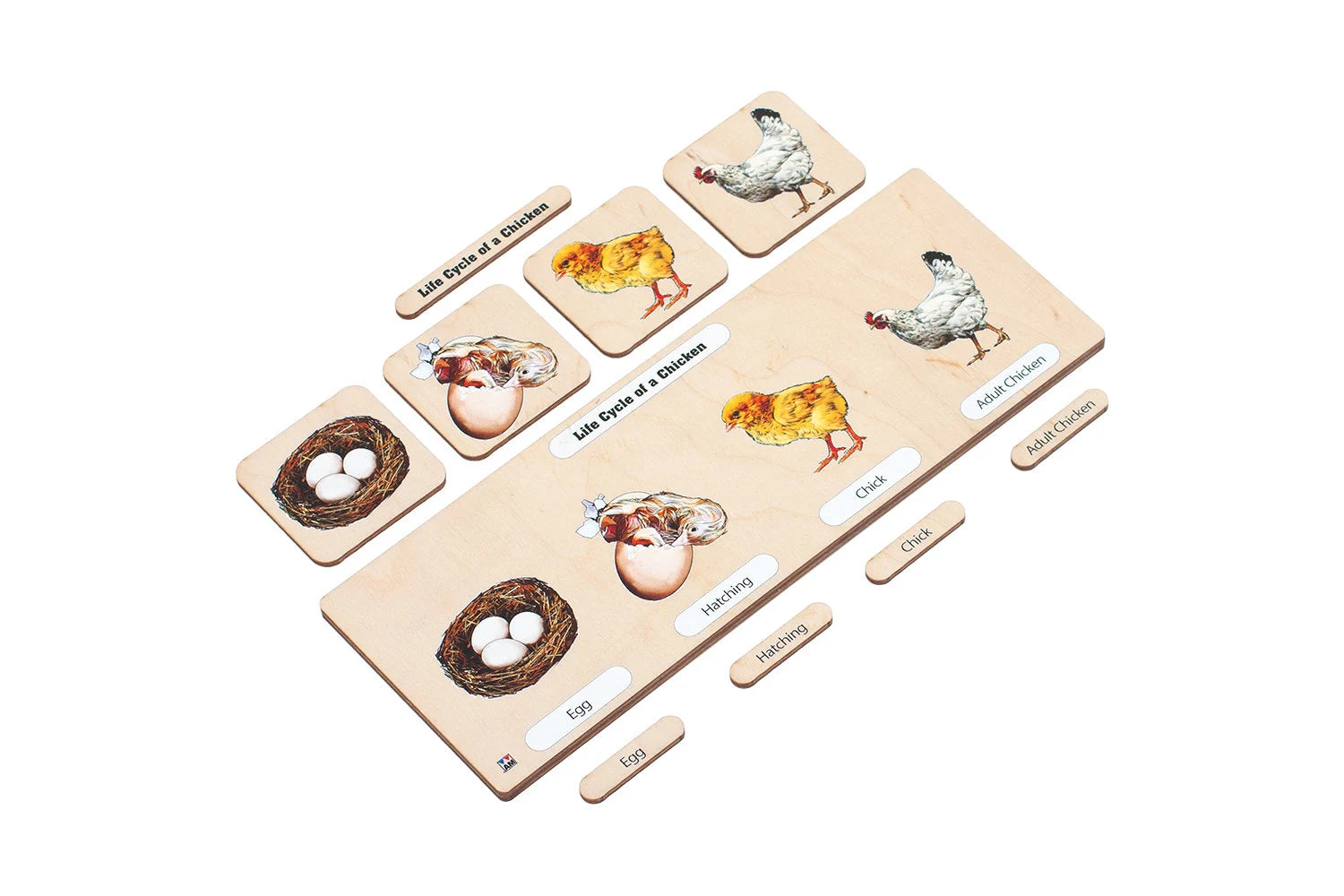 Wooden Life Cycle of a Chicken | Life Cycle Set: Chicken | Chicken Model | Life of a Chicken