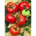 20+ Climbing Triple L Crop, Tomato, Italian Heirloom Garden Seeds Open Pollinated Container Garden Organic Vegetable Seed Non-GMO Seed Packs