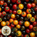 Rainbow Mix Cherry Tomato Seeds, Red, Orange, Yellow, Black, Solanum Lycopersicum LY2825