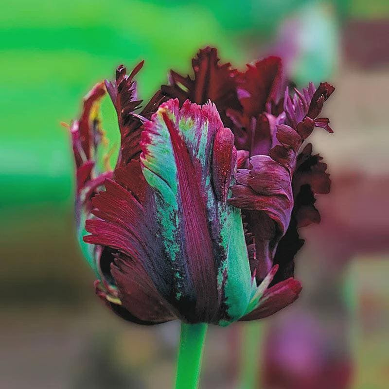 5 Black Parrot Perennial Tulip Bulbs. Stunning Colors. Comes back every year. Great for Cut Flowers.