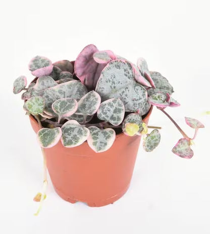 Super Sale Rare Pink Variegated String of Hearts Plant Live in Pot Perfect Gift House Plant ppp Low Light Indoor Plants