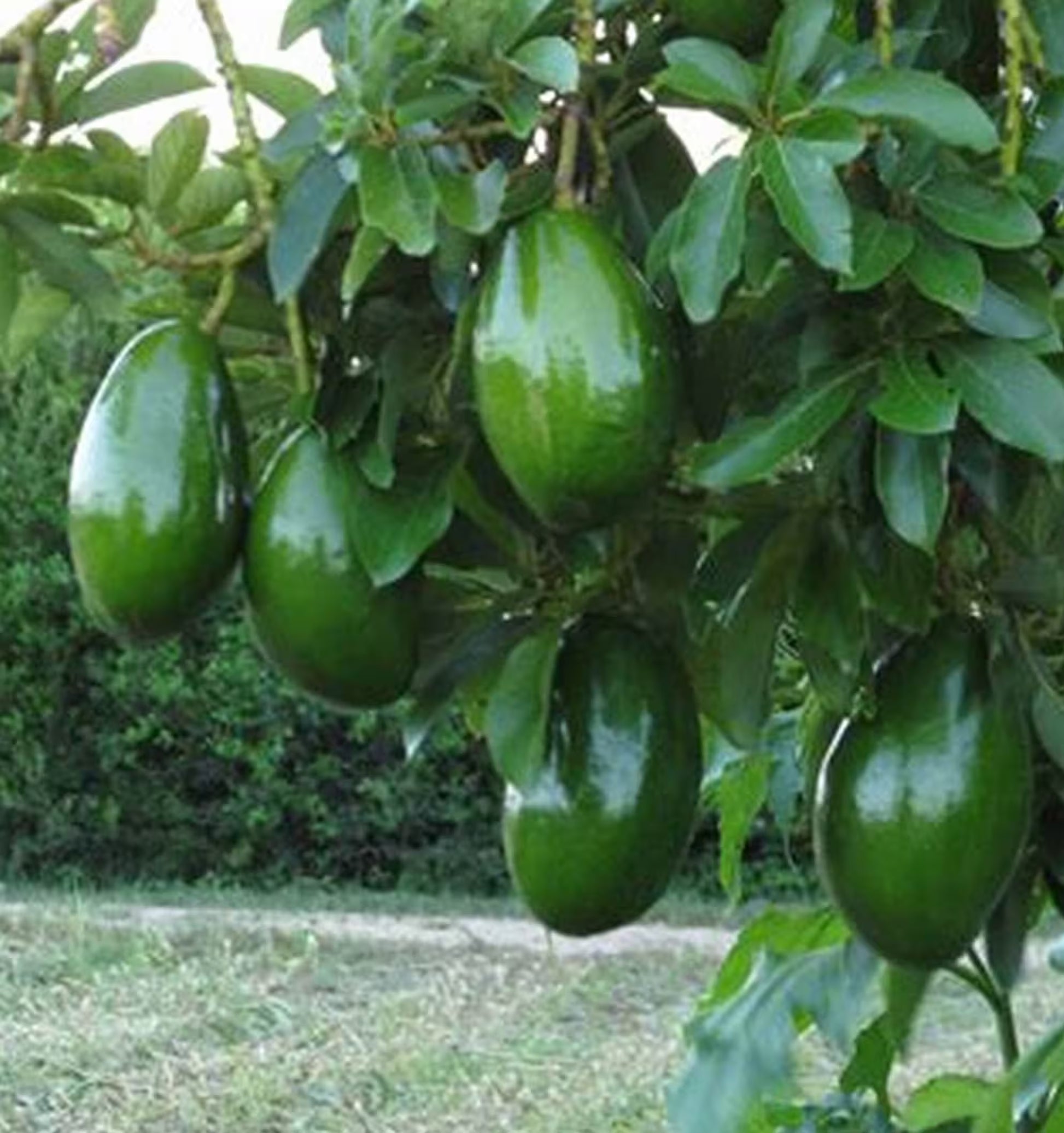 Avocado 'Choquette', Persia americana Tree  , Grafted in 3 Gallon Pot, No Ship HI