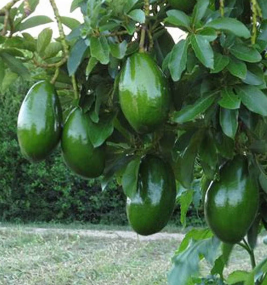 Avocado 'Choquette', Persia americana Tree  , Grafted in 3 Gallon Pot, No Ship HI