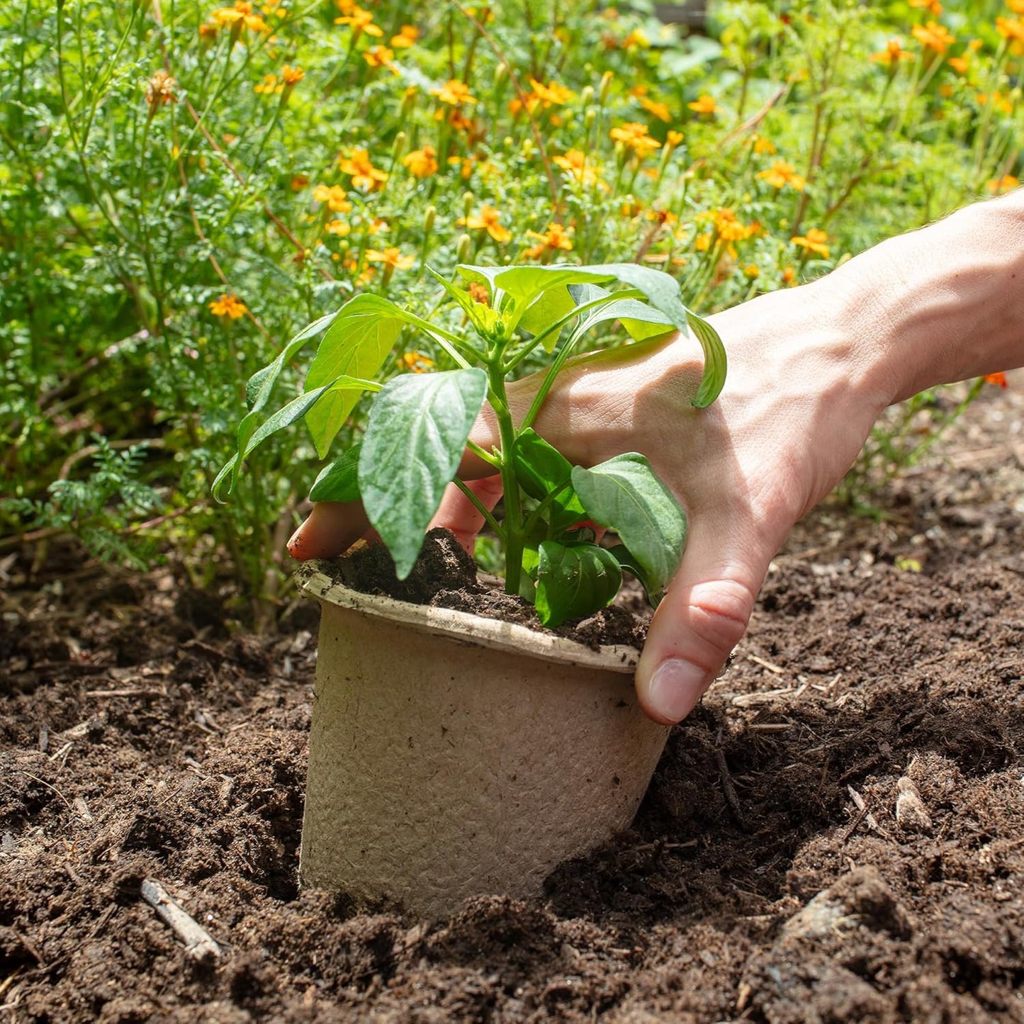 Organic & PLANTABLE 4.25" Wide Seed Starting POTS (8 CT)