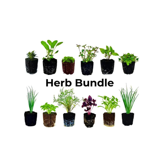 Herb Bundle: Ready-to-plant seedlings, Starts, Plugs, Garden ready, Live plants, Transplants, Pre-sprouted, For soil & hydroponic gardens